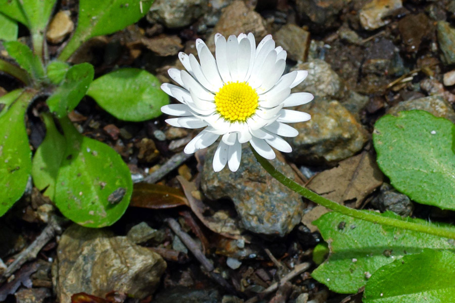 Bellis annua / Pratolina annuale